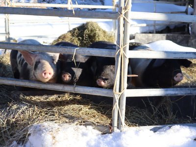 Our history • Der Grubacher: Eco Hotel in Gerlos Pigs in the open barn with hay and snow – Insight into the farm experience