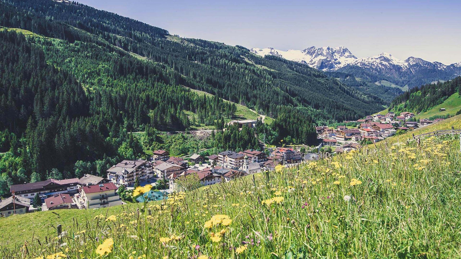 Blick von einer Blumenwiese auf Gerlos